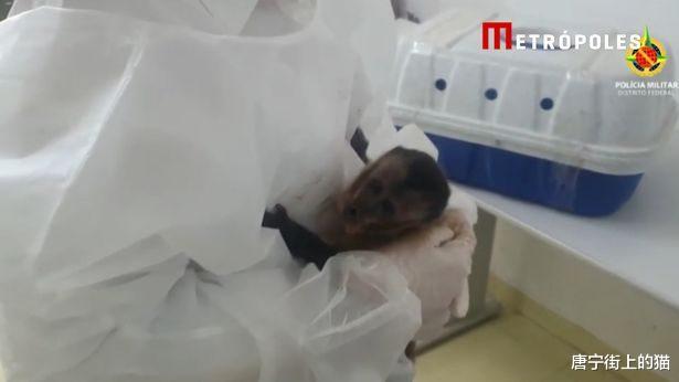 猴妈妈被车撞死,猴宝宝紧抓尸体不放,现场画面让人心碎