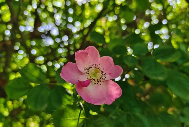 高通骁龙|iQOONeo6深度体验:携新骁龙8+独显芯片Pro实力定义性能游戏之王