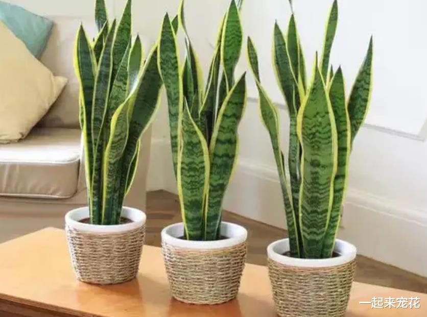 卧室摆上6种花,好养好看颜值高,净化空气,还能改善睡眠