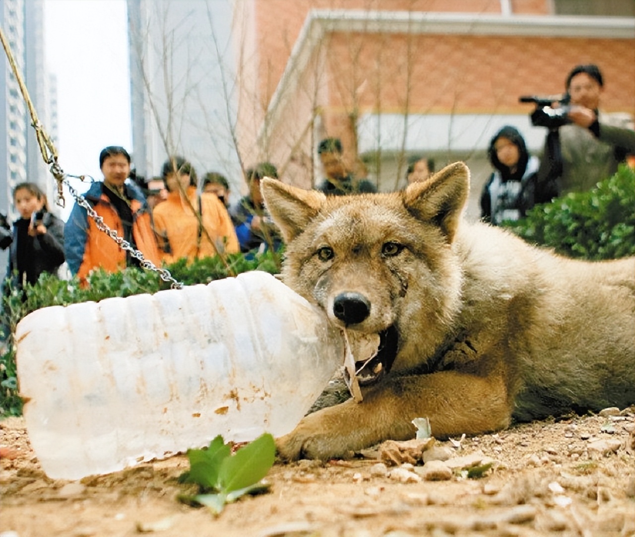 2008年陕西男子捡到一条“狗”，养大后发现不对劲，邻居选择报警