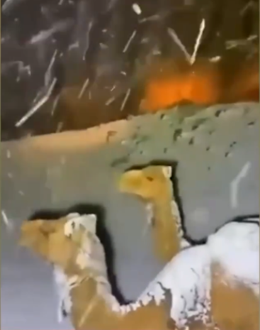 撒哈拉沙漠都下雪了！专家警告：世界“末日时钟”只剩100秒