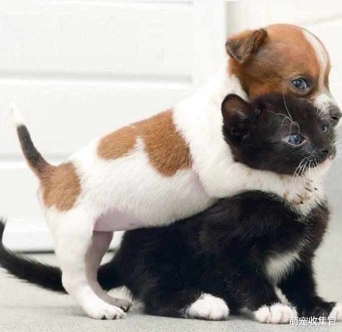 猫狗大战，猫咪和狗子是天敌吗？是什么原因导致这样