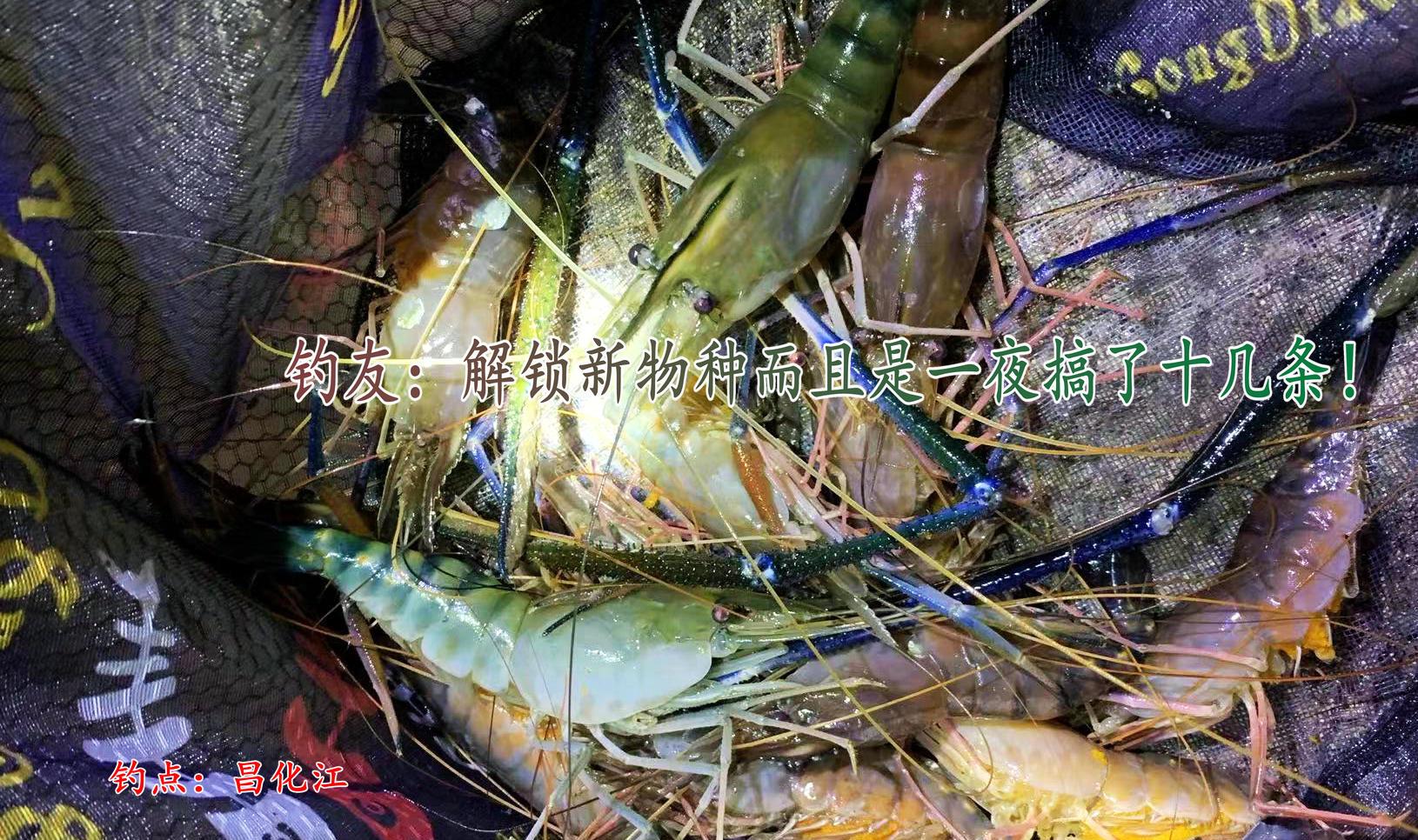 昌化江|昌化江出现许多“大虾”，钓鱼人：一夜钓了十来条，大的半米多长-今日头条