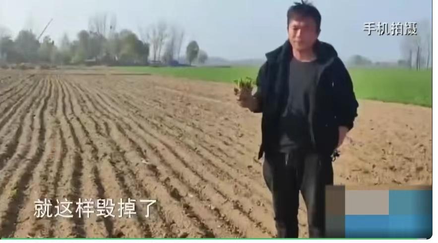 ?曹县被曝货车通行不畅致蔬菜滞销!回应称已联系商超对接菜农!