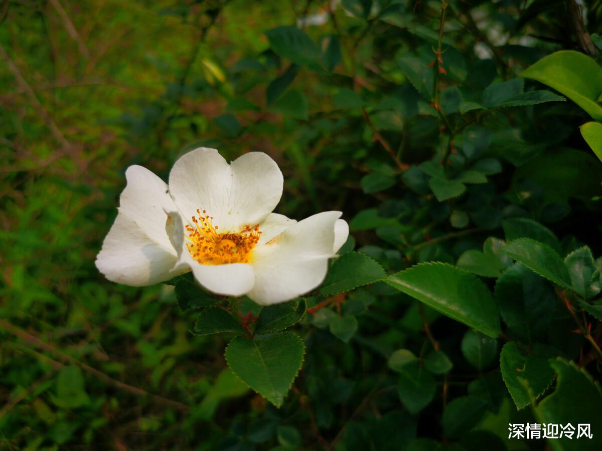 金樱子|若在山上发现这种大白花，可以采摘带回家，用来晒干泡茶好处多