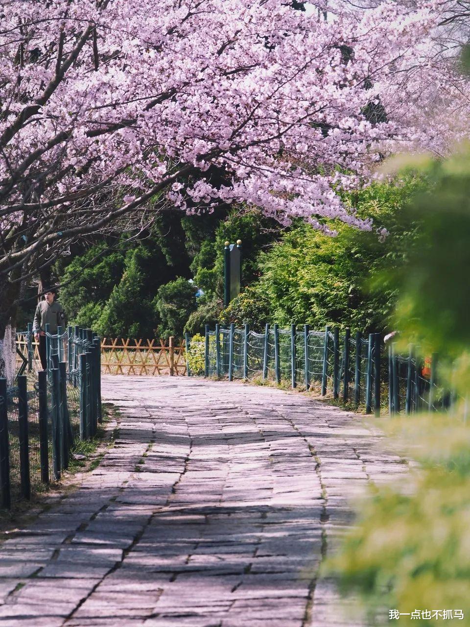 油菜花|没有一个春天不会到“莱”