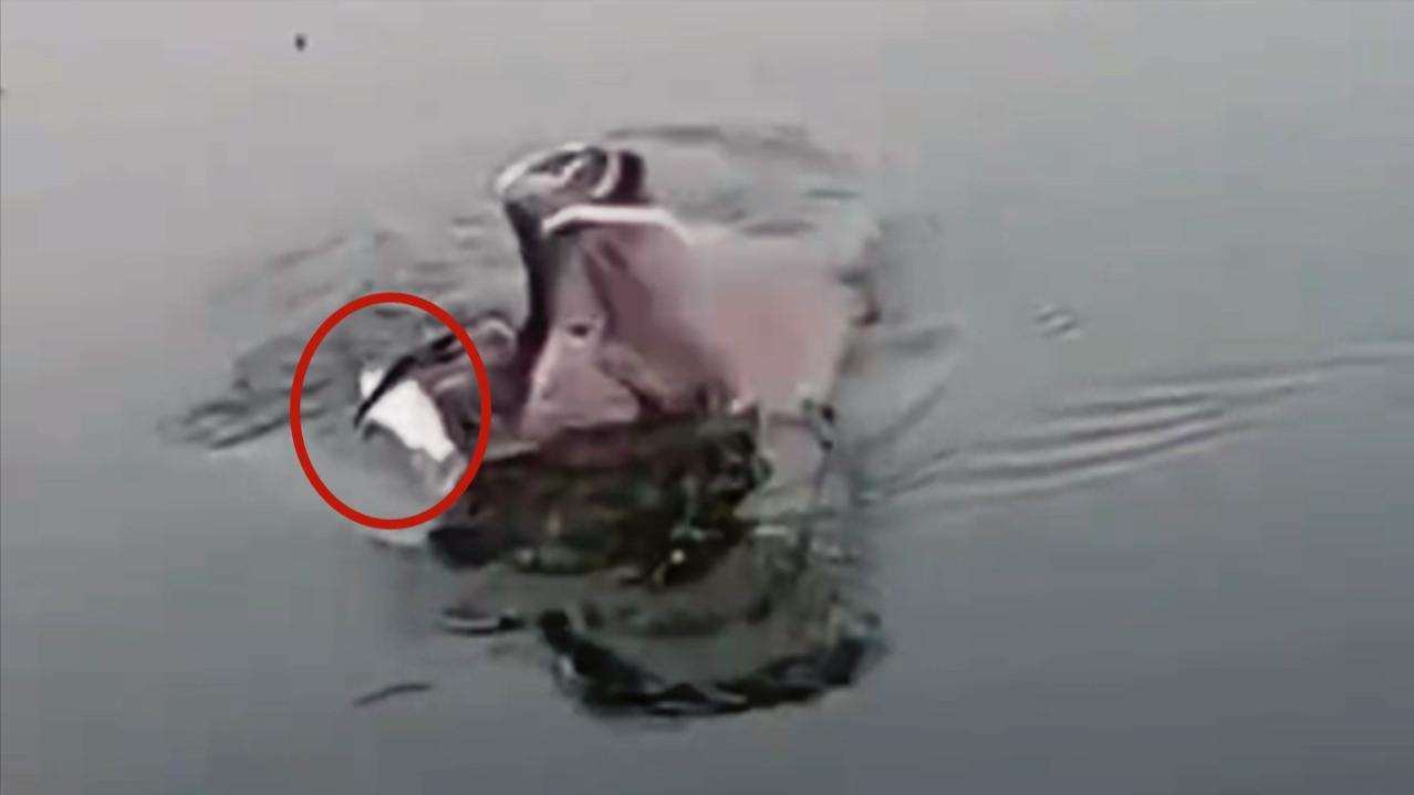 钓鱼|男子钓鱼时的罕见经历，刚出水面就被抢走，钓鱼瞬间变成了放风筝