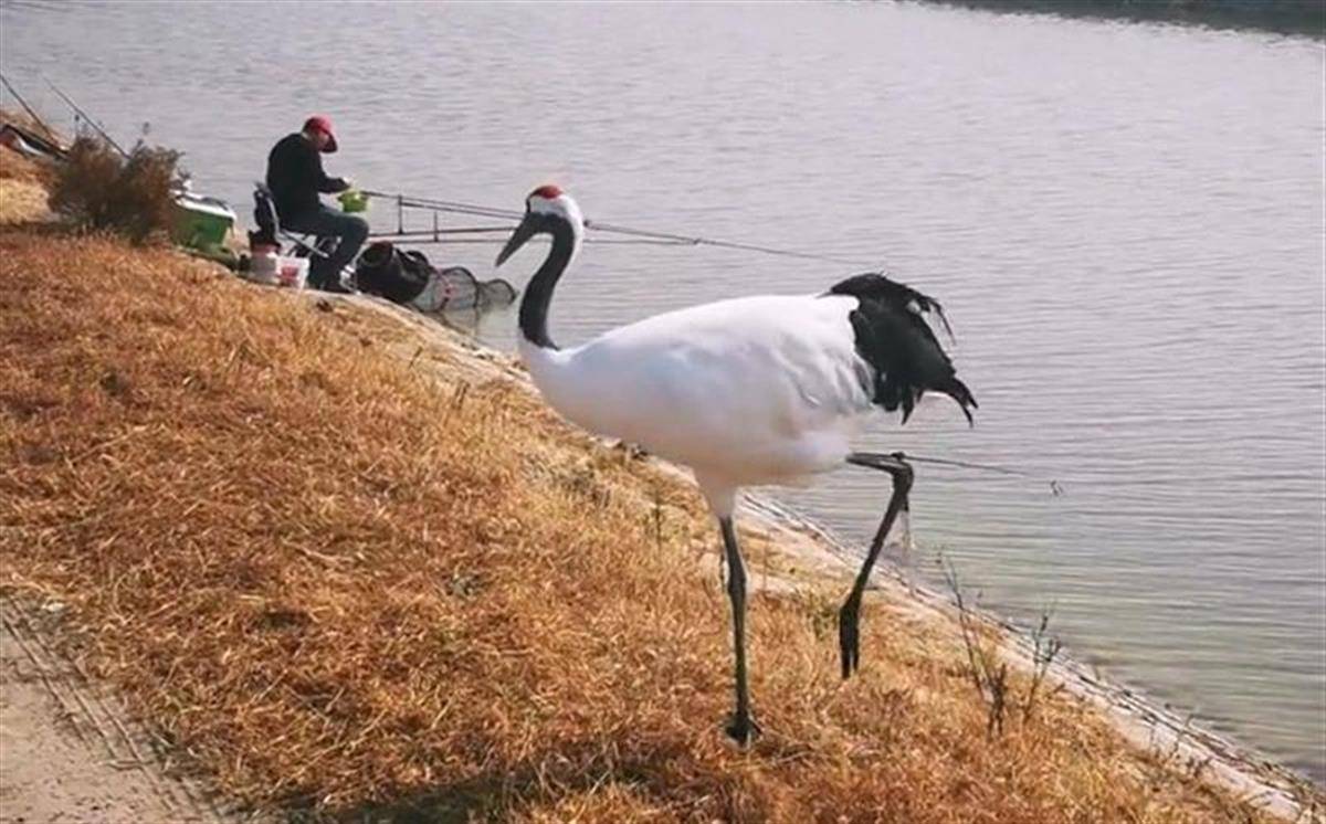 丹顶鹤|吉林钓友遇到“馋嘴”丹顶鹤,当事人:看它蹭吃了一整天