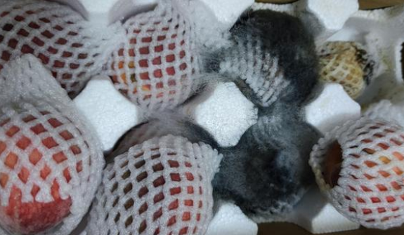 |俞敏洪刚说直播走红一时热闹, 东方甄选黑料来了: 桃子发霉定价过高