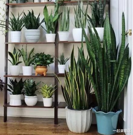 床头柜摆一盆虎皮兰，净化空气还好看，改善睡眠寓意好，值得拥有