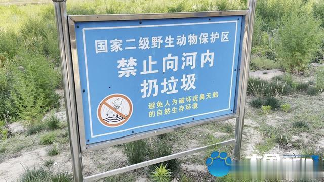 郑州贾鲁河疣鼻天鹅孵仔亟待帮助 保护站志愿者:已经被偷走仨蛋