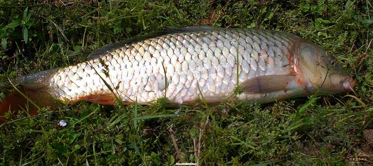 |钓友分享了一种特殊的钓饵,用了之后都说很好。