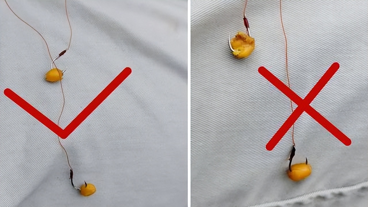 |挂钩麦粒钓鱼,有人欢喜有人愁,教你用麦粒钓鱼的正确方法