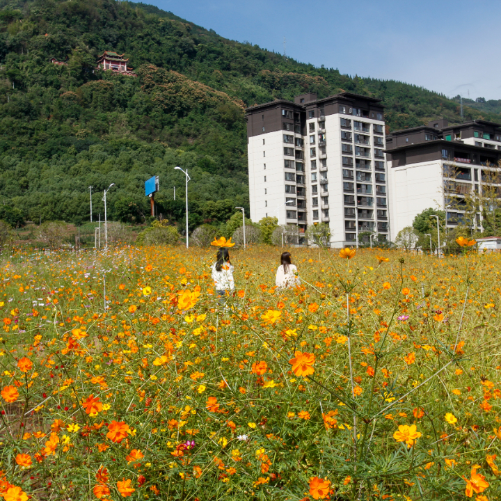 |秋日里的惊艳,开州的这个地方你去打卡了吗?