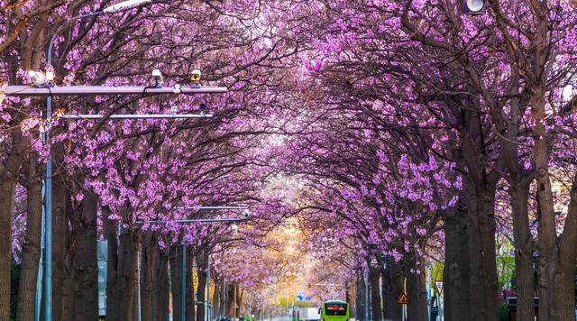 北京市|北京绝美的紫色泡桐花隧道，浪漫清香免费看，开往春天的地铁直达