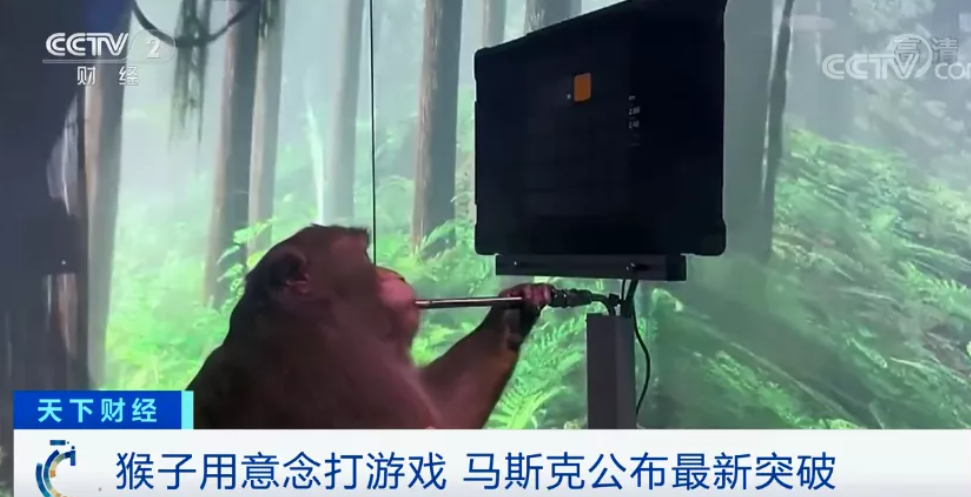 伊隆·马斯克|马斯克公司被爆“虐猴”,23只死了一大半?网友吵翻……