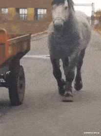 张庭|张庭林瑞阳现身机场一路小跑,落魄到像“逃难”,儿子早已拉黑其联系方式