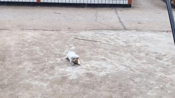 |男子闲极无聊，竟与家里小狗玩起了钓“鱼”，网友：战况很激烈啊