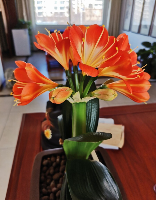 客厅养花“有讲究”,别随便,这6种,高档有格调,还能净化空气