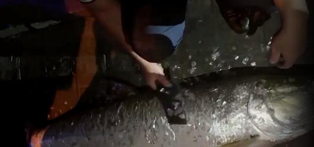 老虎|男子在湘江钓获68斤的水老虎，一番摆拍后，直接拉回家如此处置