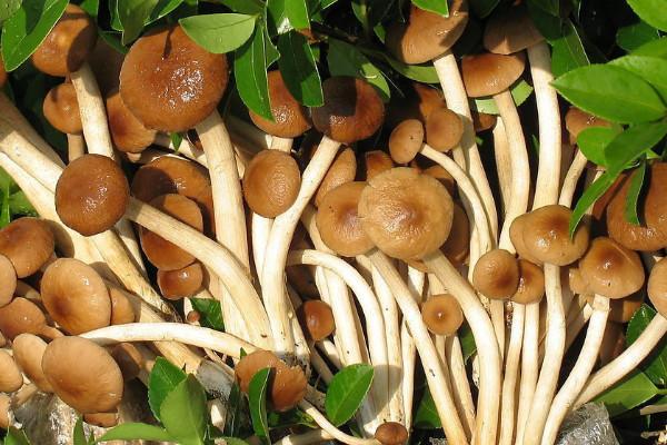 膳食纤维 8种超刮油的食物,月瘦20斤最佳方法