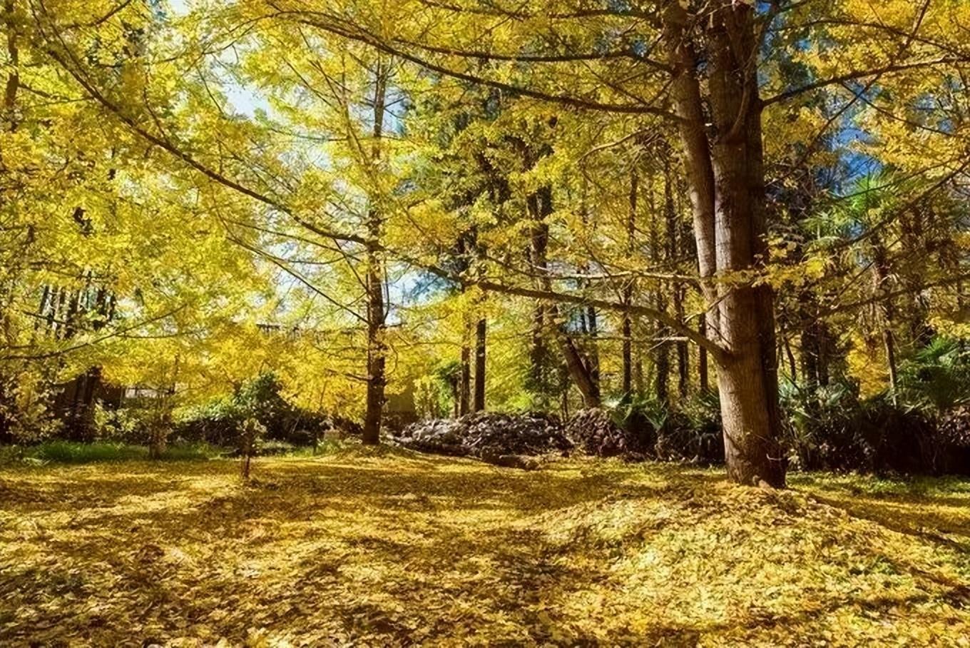 旅行社|这个秋天,你不能错过腾冲银杏村