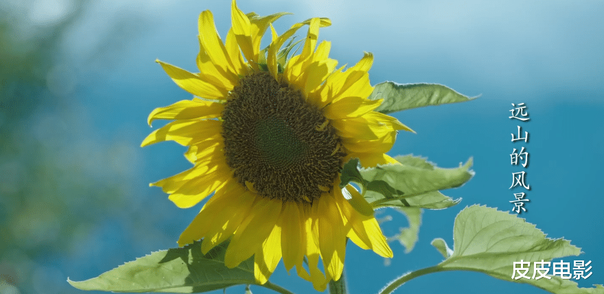 刘亦菲|收视夺冠,脱下“古装”的刘亦菲,这剧治愈多少年轻人的精神内耗