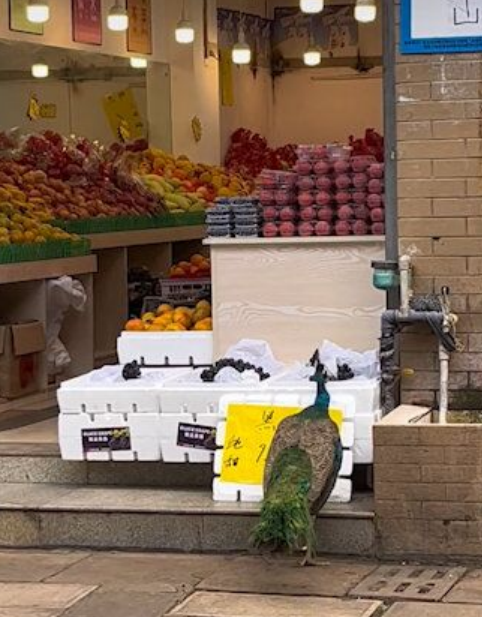 云南孔雀溜到店里偷食水果 动物王国频现经典神操作