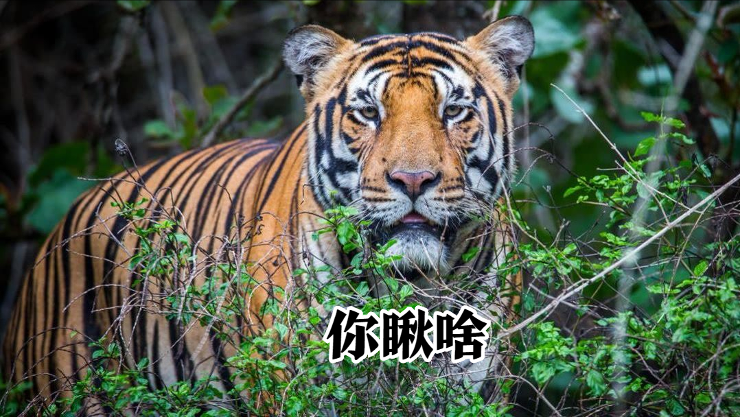 国家公园|世界上最危险的“巨兽王国”——卡齐兰加国家公园