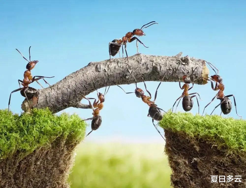 为什么说蚂蚁是地球上进化得最成功的生物?它们会种地,也会放牧