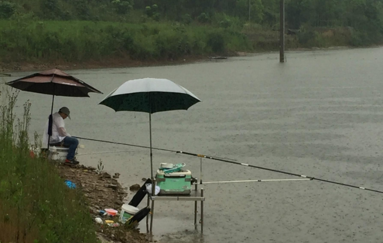 入伏|临近伏天,板鲫“失踪”了?掌握3个细节,你也是狙“鲫”手