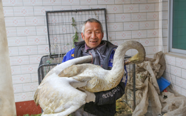 2015年,山西六旬老汉放羊时捡受伤大鸟,救治10天后出现神奇一幕