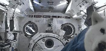 生命源于宇宙是真的?多名宇航员的身体,都曾发生“不可逆”变化