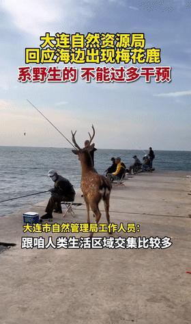 大连|跟钓鱼人有仇?大连市区频现野生梅花鹿,多名钓鱼人被拱