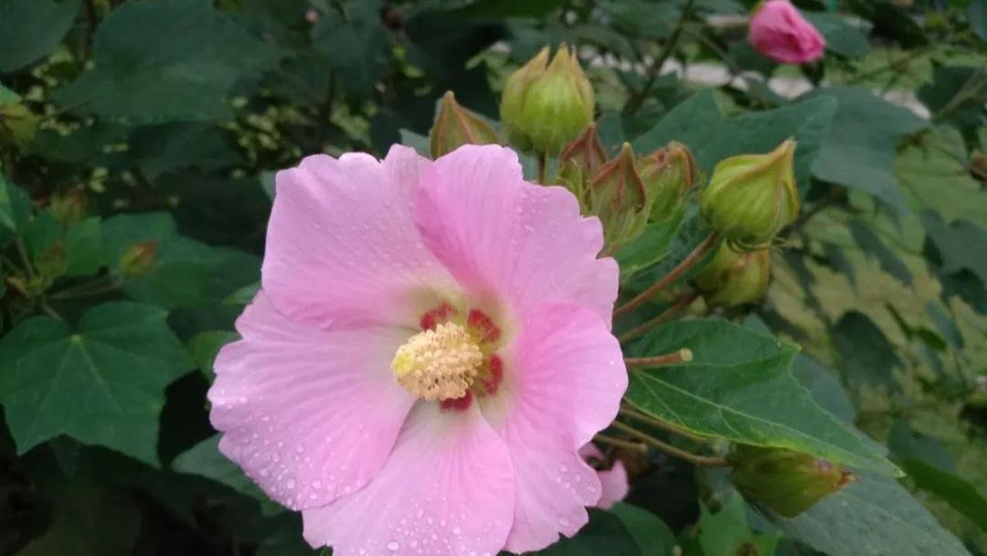 |谷阳秋景  木芙蓉花开