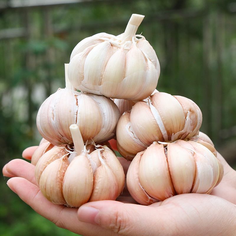 大枣|10大“健康食品”公布，鱼未入榜，中老年人建议多吃，营养又健康