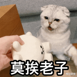 送猫咪去绝育，结果半天没动静，走进手术室一看心碎了！