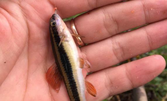 饵料|冬天还闹小杂鱼，到底是饵料没开好还是钓位选错了？