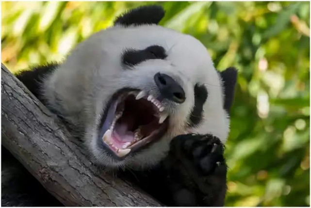 动物趣闻:大熊猫为什么主要以竹子为食物?