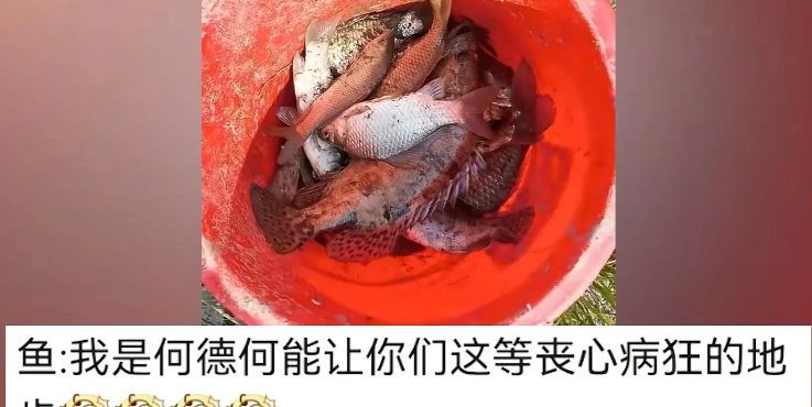 池塘|近日男子和朋友去钓鱼，结果一条都没钓上, 居然决定来个“涸泽而渔”