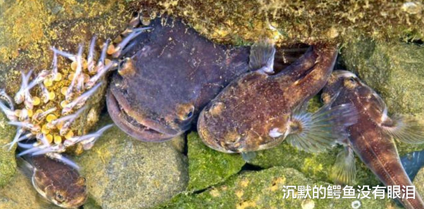 自然界的“隔壁老王”,偷偷完成交配,还让别人帮其养育后代