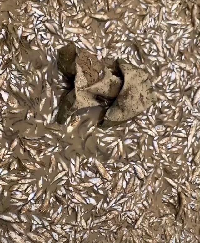 鄱阳湖|鄱阳湖：滩涂浅水中大群翘嘴鱼清晰可见，钓鱼人：禁钓区，不敢钓