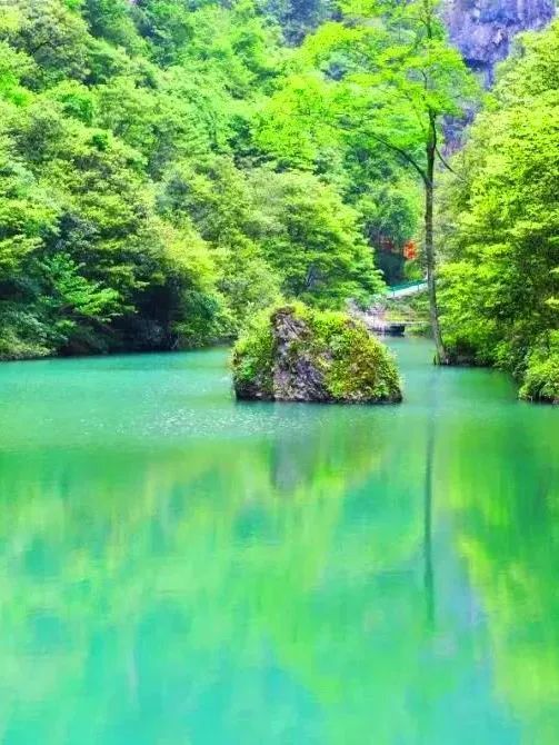 山西省|会员单位丨湖北省宜昌市夷陵区楠木林森林康养基地
