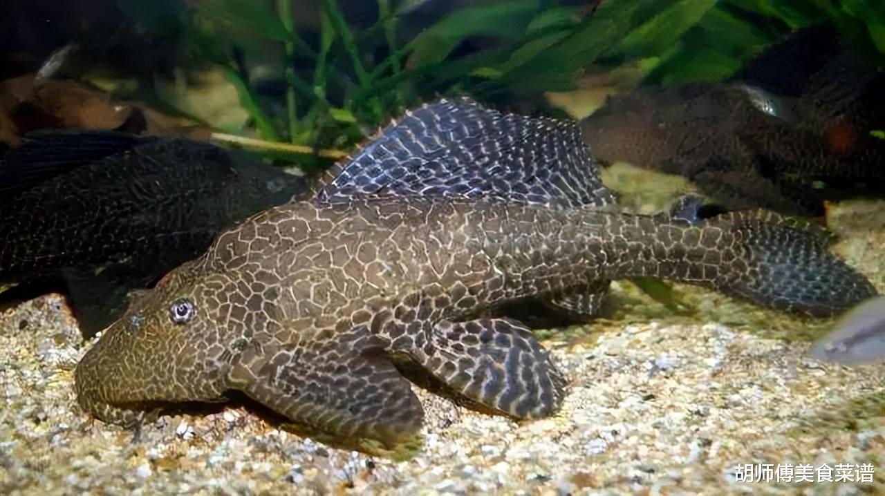 重金属|这6种“最脏”的鱼，含有大量的寄生虫和重金属，很多人不懂，还天天买来吃