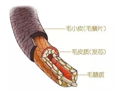 护发素 警惕！常做这四个行为，让你的头发受损，营养流失，很多人都在做