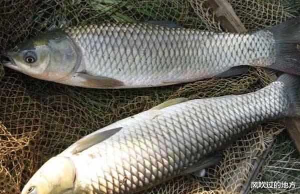 宜昌|湖北宜昌一河中的神奇事，密密麻麻的大鱼聚在一起，网友：洗澡鱼