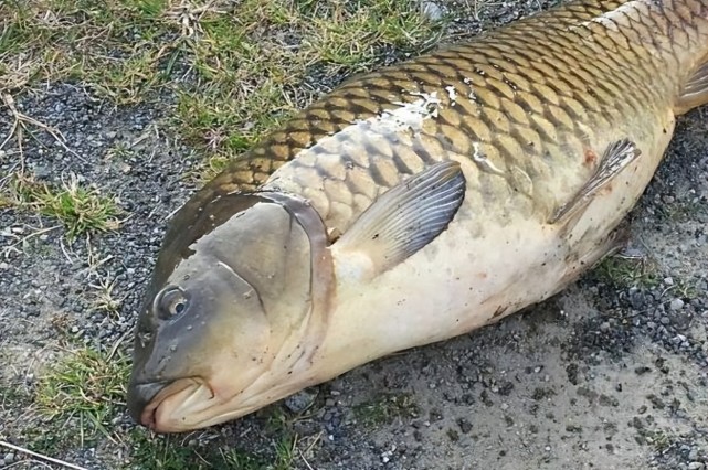 饵料|夏季钓鱼久守无口，悟透这5条“定律”，夏钓不迷茫，轻松爆护