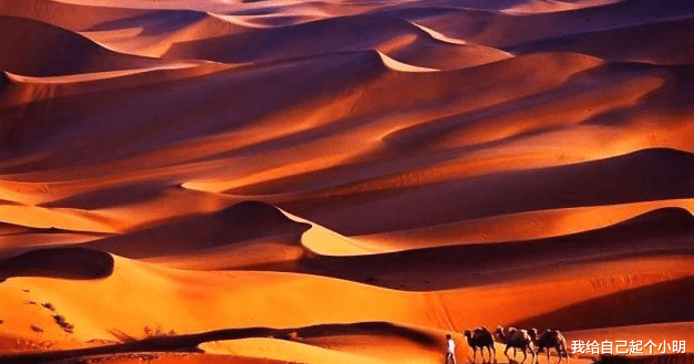 黄细花|新疆巴音郭楞蒙 占新疆的四分之一 有中国最大的沙漠