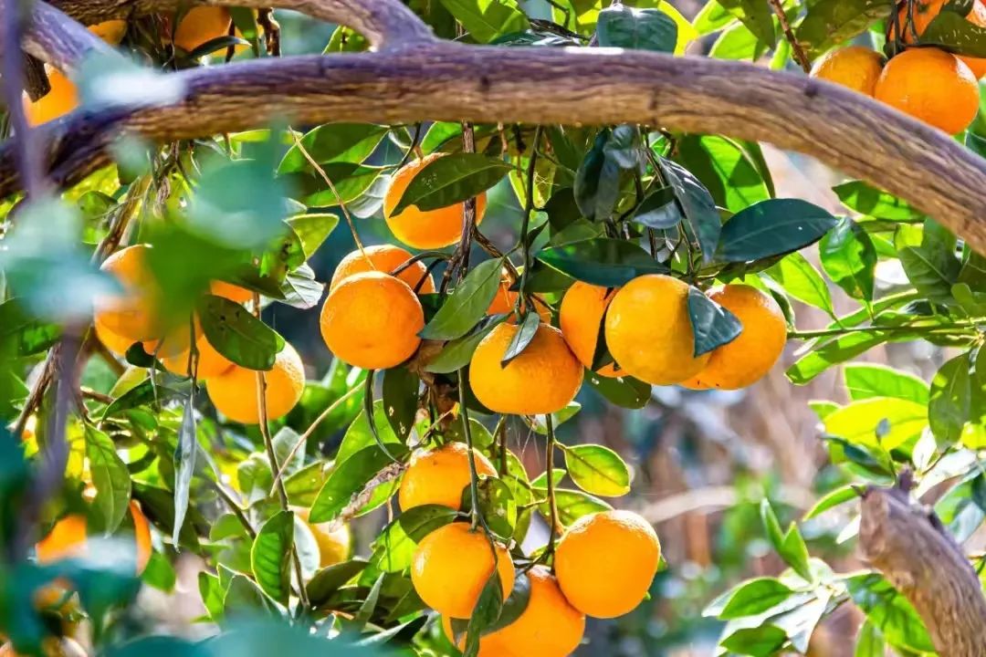 柿子|一年好景君须记,最是橙黄橘绿时