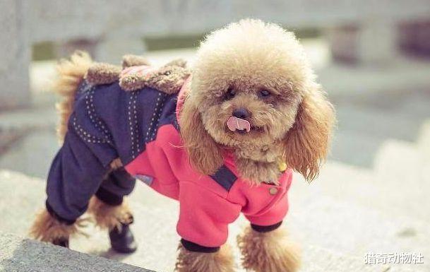 狗和狼能杂交产生后代吗?它们的后代叫什么?